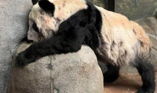 熊猫乐乐有多少姐妹兄弟 熊猫乐乐是怎么走的