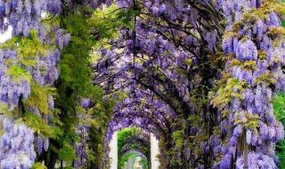 紫藤花园里的紫藤是谁扮演的 紫藤花园电视剧全集