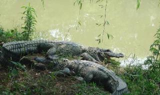 鳄雀鳝咬人是什么原因 鳄雀鳝的天敌是谁