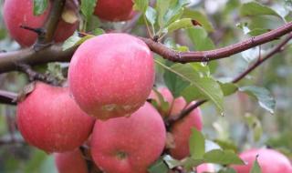 怎么选择正宗的阿克苏苹果 新疆阿克苏苹果
