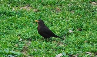 早起的鸟儿有虫吃,下联 早起的鸟儿有虫吃