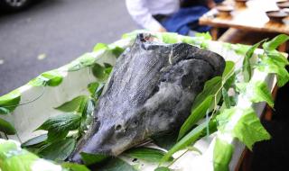 熊猫的寿命 熊猫的寿命