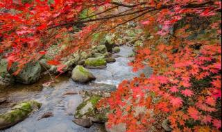 重庆主城到万盛黑山谷一日游攻略(麻烦坐车路线、住宿、门票、游玩项目等详细介绍下) 重庆万盛黑山谷